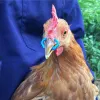 鶏のくちばしは留めます。アンチペッキングノーズバックル農場の動物摂食用品養鶏担当者の備品