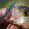 2023 Bearking червя приманка мягкая приманка Tanta 65 -мм рыбалка приманка Pesca Carp Fishing Bass Приманка Isca Искусственная PVA