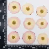 Decoratieve bloemen 60 -stcs Gedrukte Gedroogde Multicolor Rose Flower Herbarium Handwerk Epoxy Sieradenkaart Bookmark FRAME Telefoon Case Face Make -up