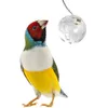 Altre forniture per uccelli trattano gli alimentatori chiari per alimenti a gabbia giocattoli giocattolo giocattolo palla da foraggiare per uccelli da piombo per uccelli