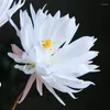 Decorative Flowers Artificial Green Plants White Red Epiphyllum False Sesbania Blossom Wintercherry Bonsai