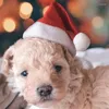 Vestimenta de perros navidad pequeño peluche santa sombrero para gato mascota decoraciones felices gorra casera noel navidad feliz año regalo