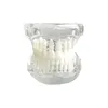 Dental Teeth Model Ny tandläkare 1: 1 Lärarmodell Blue/Clear Studying Borning Flasing Standard Typodont Demo Teach