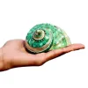 9-11 cm de caranguejo grande e eremita de conchas conchas de conchas verde gade turbo aquário decoração de decoração cenário criativo peças
