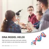 Vetenskaplig experimentutrustning Maniquine Science Teaching Toy Assembled DNA Ladder Model ABS DNA Model Child Child