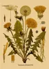 Plant Flower Study Retro Poster Medical Botanical Prints Kraft Paper Vintage Home Living Room Decor Aesthetic Art Wall Wall