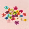 12 Pcs Natural Dry Flowers Nail Art Decorations Colorful Real Dried Small Flower Manicure Accessories Supplies for Gel Nail Tips