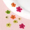 12 Pcs Natural Dry Flowers Nail Art Decorations Colorful Real Dried Small Flower Manicure Accessories Supplies for Gel Nail Tips