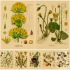 Plant Flower Study Retro Poster Medical Botanical Prints Kraft Paper Vintage Home Living Room Decor Aesthetic Art Wall Wall