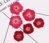 Decorative Flowers 250pcs Pressed Dried Rose Flower Plants Herbarium For Epoxy Resin Jewelry Making Bookmark Phone Case Face Makeup Nail Art