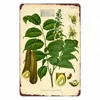 Plant Herbarium Vintage Metal Tin Sign, Cola Acuminata, Retro Poster, Illustrations, Art Paintings, Home Room, Bar, Wall Decor