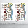 İnsan Bilimi İnsan Vücudu Organları Tıbbi Bilgi Tuval Poster Baskı Özel Dekor Hastanesi Poster Duvar Resimleri Eğitim