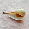 Large Natural Conch Shells Big Sowerby Seashells Great for Beach Theme Party, Home Decorations,DIY Crafts, Fish Tank, Air Plant