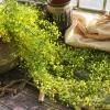 75cm 5 fourches vigne artificielle fausses plantes mures rotin suspendus feuilles en plastique Golden Bell Willow Branche pour la maison de jardin décor