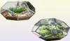 NCYP Modern Glass Terrarium Flower Pot Gold Geametry Terrarium Bonsai Pots Pots Plant Planter Descile Display Flowerpot Y2007236439650