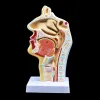 Nosowe gardło anatomia głowica Anatomia Anatomia Elephaede i gardło naczyniowe model nerwu narzędzia do nauki szkolnej