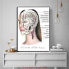 Muscle de visage féminin Muscle détaillé et physiologie Vessels Vessels gras tampons Dermal Fills Affiche Doctor Clinic Home Decor