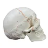 Modèle anatomique du crâne de tête humaine avec numéro d'écriture à la main, non tampon pour l'étudiant en médecine au cours d'étude de l'anatomie humaine