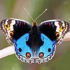 Decoratieve beeldjes Junonia orithya echte vlinderspecimen cadeau huisdecoratie fotolijst schilderij sculptuur beelden voor