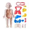 3D -головоломка манекен Кид Монтессори Анатомия модель образовательного обучения орган собрал инструмент обучения органам для детей для детей