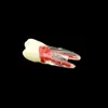 2 PCS Dental Endo Tooth Root Canal Modèles Rotary Fichiers RCT Endodontics Practice Bloc Pulp Cavity Dentistry Training Resin Modèle