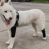 Appareil de chien manchon de la jambe hanche de soins aux articulations de soutien à la support de support réglable compression pour le genou ACL déchiré