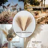 Decorative Flowers 55cm 5pcs Fluffy Pampas Reeds Boho Fake Plants Mock Up Wedding Party Home Decor Artificial