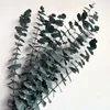 10pcs real Eukalyptusblätter getrockneter natürlicher frisch für immer eukalyptuszweige, trocken erhaltene ewige grüne Blätter für Wohnkultur