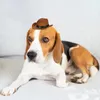 Dog Abbigliamento Cappello- Accessorio per cappelli divertenti in costume (Coffee Cash Random Color) Accessori per animali domestici