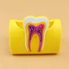 1pcs Dentiste cadeau porte-carte mignon pour la clinique dentaire coloré dents en caoutchouc de forme molaire du nom de la carte de téléphone