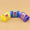 1pcs Dentiste cadeau porte-carte mignon pour la clinique dentaire coloré dents en caoutchouc de forme molaire du nom de la carte de téléphone