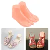 1 Pair Mannequin Modeling Feet for Ankle Shoes Socks Chains Jewelry Display Stand