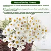 Torkade Daisy Flowers Bouquet, riktig torr vit blomma, Gerber Daisies Arrangements for Wedding, Farmhouse Decorations, DIY Home Decor