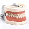 Zahnärztliches Zähnemodell Training Abnehmbares Zahnmodellmodell Oralhygiene -Lehrmodell für Zahnmedizinstudenten praktizieren medizinische Ausbildung
