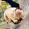 Plyschdockor wombat plysch leksaker hög trohet kaola plysch australien wombat peluche livtro fyllda djur simulering doll kawai leksaksgåvor j240410