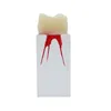 1 pc tandheelkundig tandmodel endo trainingsblok endodontics wortel kanaal tandheelkunde leerpraktijk medullaire pulpholte heldere hars