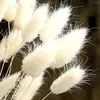 Fleurs décoratives 50pcs Dry Tail Grass Pampas Pampas Natural Flower Decor Boho Wedding Floral Arrangements Home Bouquets DIY