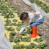 DIY Greenhouse Hoops Gardening Plant Grow ondersteuning Tunnel Flexibele Bend Stakes Herbruikbare ondersteuningsframe Garden Stake Kit