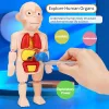 Kid Educational Model DIY 3D Puzzle Human Body Anatomy Model Educational Learning Organ Assembled Toy Body Organ Teaching Tool