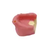 Модель преподавания зубных имплантатов беззубые верхнечелюстные пазухи с мягкими десен зубы Практика тренировок обучения обучению
