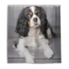 Cavalier King Charles Spaniel Dogs Curta