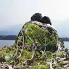 Blankets Miniature Biome Air Conditioning Soft Blanket Moss Mossy Nature Rocks Growth Mini Ecosystem