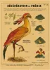 Anatomie de la sirène Affiche Bird Curious Creatures Kraft Paper Imprimés Home Room Home Cafe Bar Art Art Mall Decor Peinture esthétique