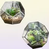 NCYP Modern Glass Terrarium Flower Pot Gold Gold Geometric Bonsai Bonsai Provini Fiopiante Plant Despone Flowerpot Y2007235452143