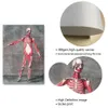 Vintage Morbide Anatomy Chart Human Body Medical Poster Canvas Painting Artwork Science Biology Educational Prints Home Decor