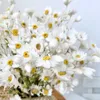 Bouquet de fleurs de marguerites séchées, vraie fleur blanche sèche, arrangements Gerber Daisies pour le mariage, décorations de ferme, décoration intérieure de bricolage