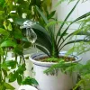 Dispositif d'arrosage des champignons en verre mini automatique Automatique Appareils d'eau créatifs arrosage de plante arrosage accessoires de jardin décoration de la maison