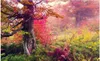 Bakgrundsbilder Heminredning Maple Forest Beauty HD Pografiska bilder TV Bakgrund Mural 3D -tapet