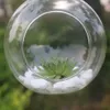 Venta de ventas más vendida Vase de vidrio Glass Planta Terrario Terrario Terrario Decoración de la boda del hogar Soporte al por mayor y dropshipping