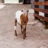 Forniture per feste 3 Imposta la sveglia da viaggio in campana che viaggiano anti -perdute campane di mucca appesa al collo di rame anello di rame campeggio da campeggio all'aperto